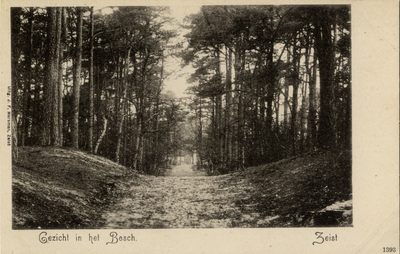 16339 Gezicht op een pad met naaldbomen in het Zeister Bosch te Zeist.